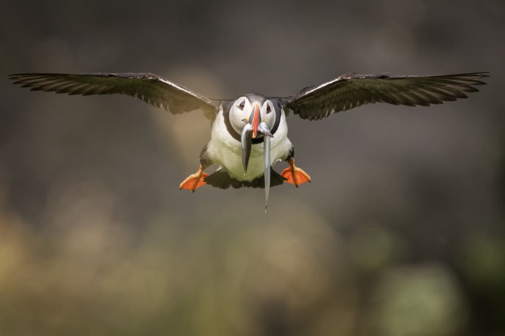 Flying Puffin With Fish by Dan Mirica — canvas wall art