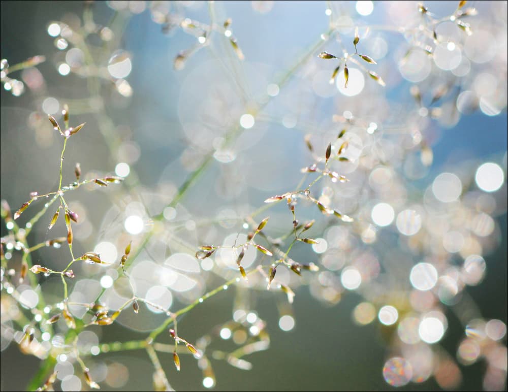 Sparkling Morning Dew by Huib Limberg — canvas wall art