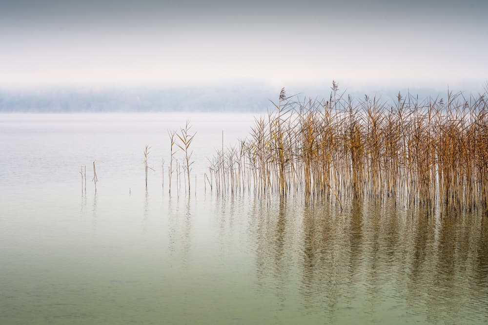 Misty Lake Reeds by Ulrike Eisenmann — canvas wall art