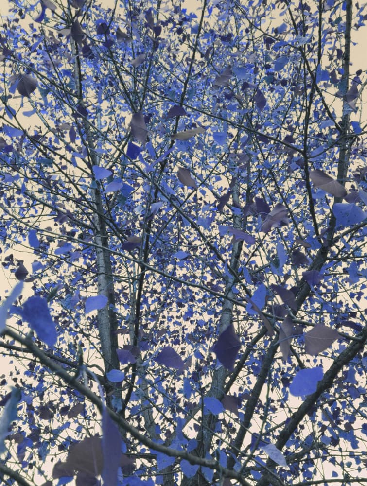 Surreal Blue Canopy by Angelo Cerantola — canvas wall art