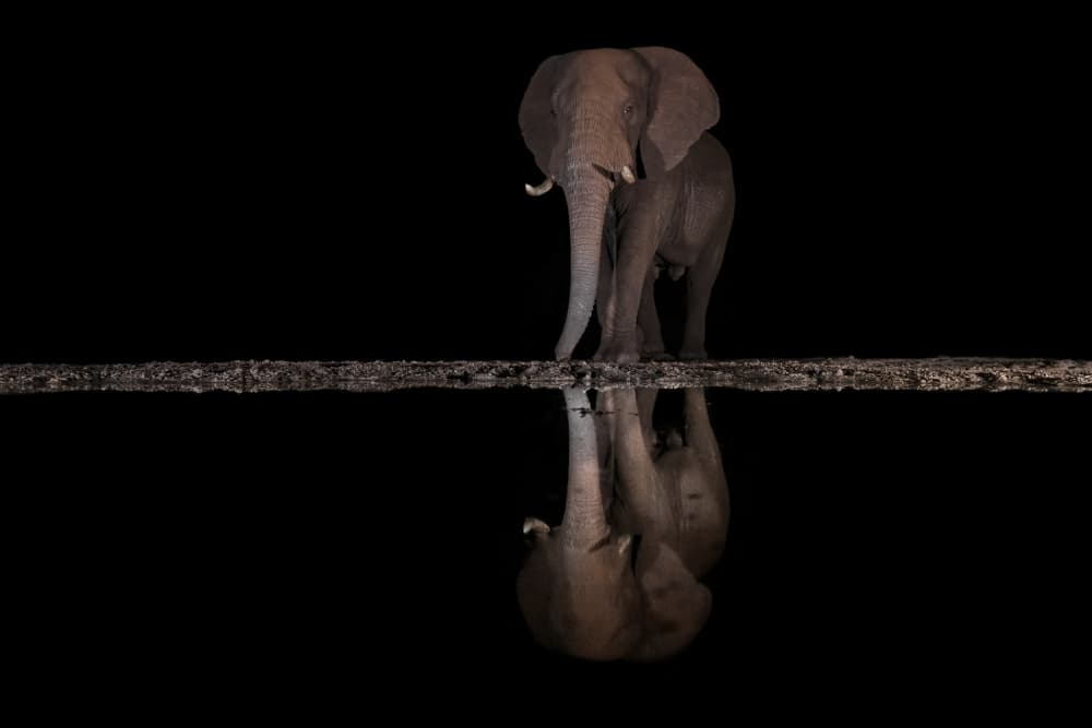 Majestic Elephant Reflection by Marco Pozzi — canvas wall art