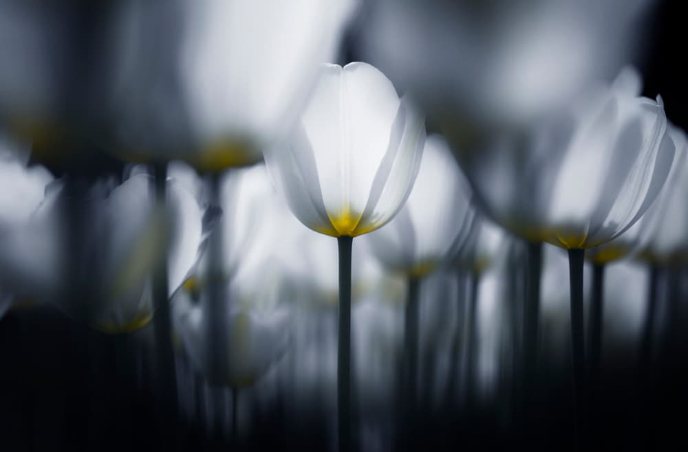 Elegant White Tulips by Takashi Suzuki — canvas wall art
