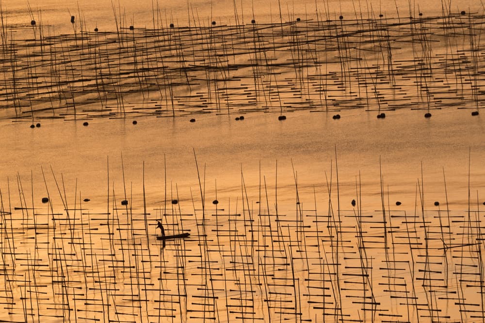 Golden Water Harvest by Cheng Chang — canvas wall art