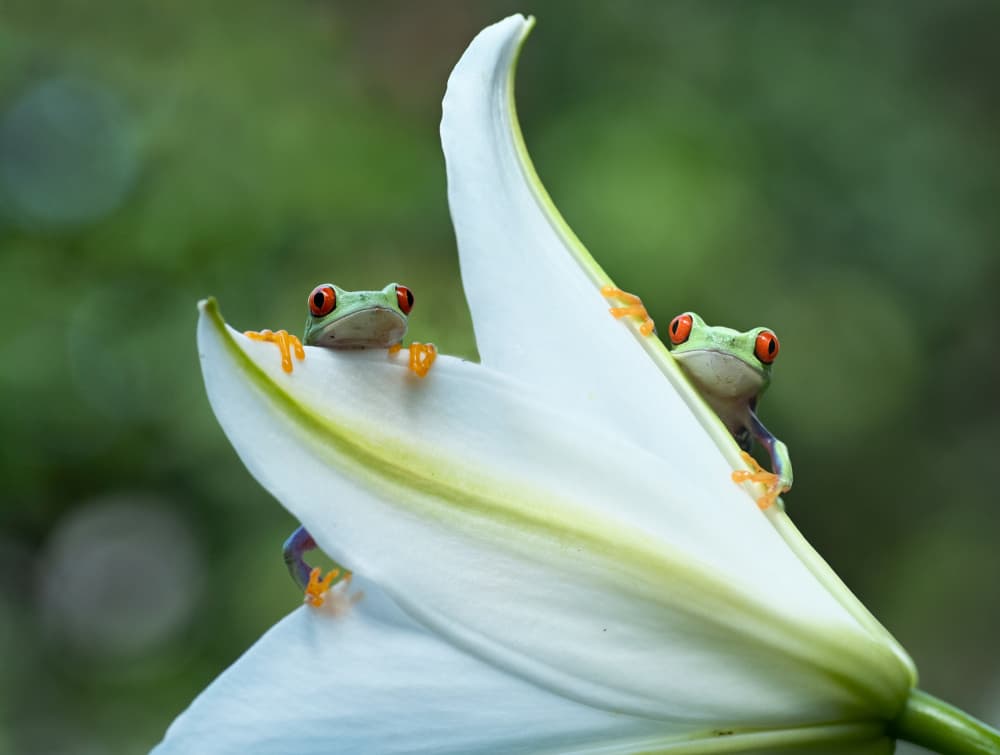 Red-Eyed Frogs Lily by Rawisyah Aditya — canvas wall art