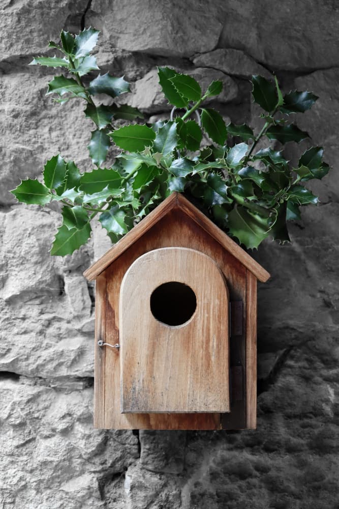 Winter Holly Birdhouse by Rosana Laiz Blursbyai — canvas wall art
