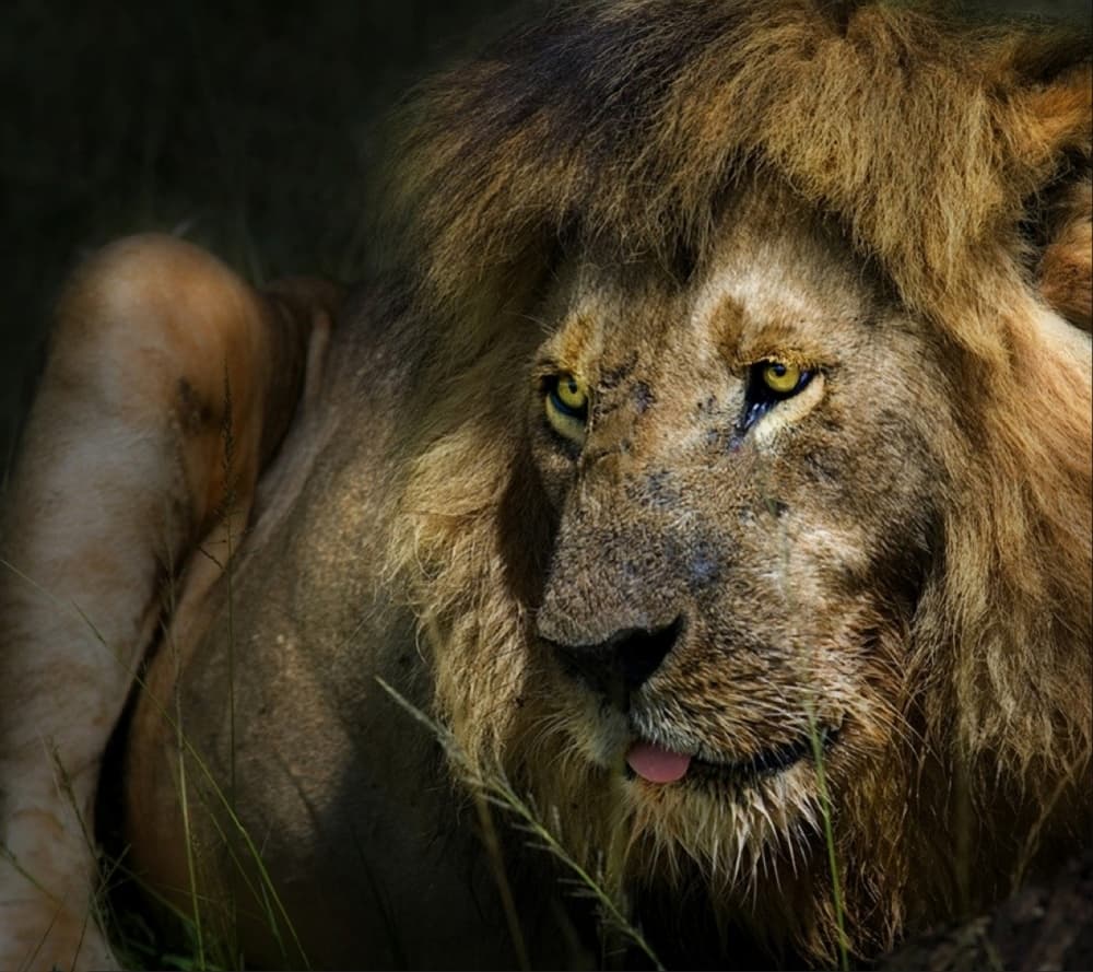 Golden Mane Lion by Piet Flour — canvas wall art