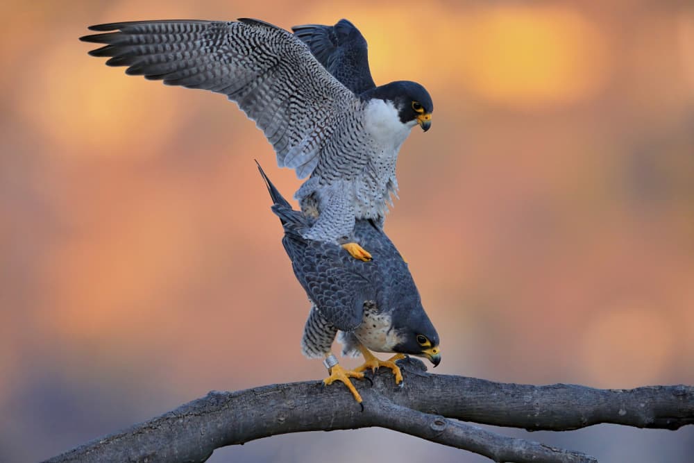 Peregrine Falcon Mating by Gavin Lam — canvas wall art