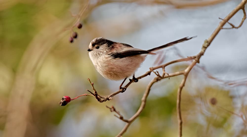Delicate Autumn Bird by Stuart Williams — canvas wall art