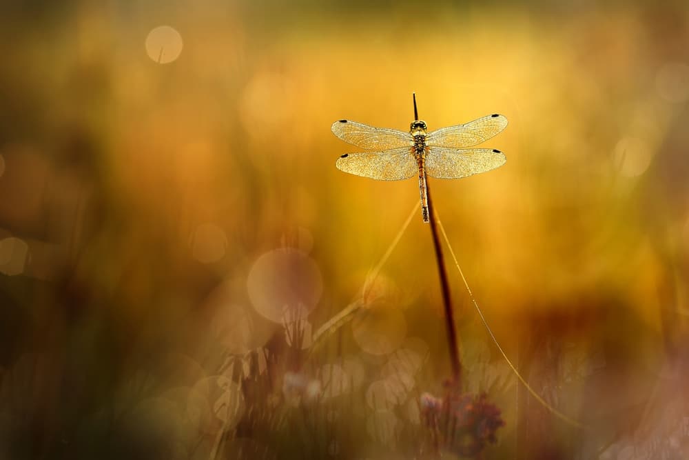 Dragonfly In Golden Light by Wil Mijer — canvas wall art