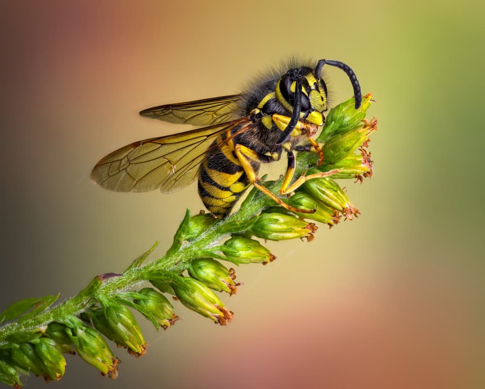 Wasp on Green Stem by Atul Saluja — canvas wall art