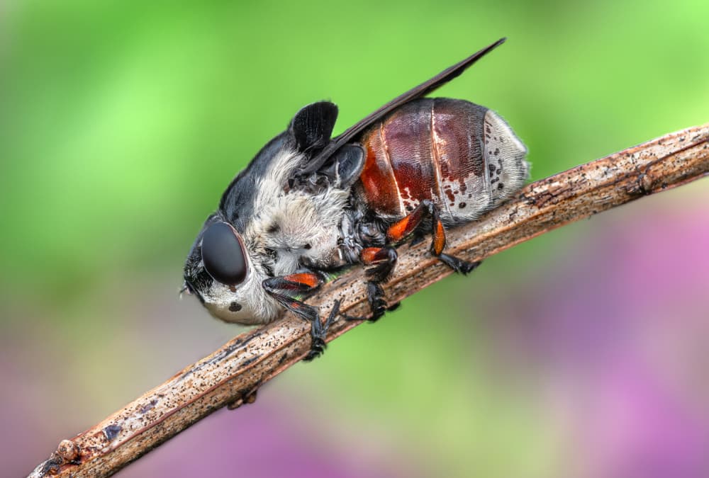 Colorful Fuzzy Fly by Atul Saluja — canvas wall art