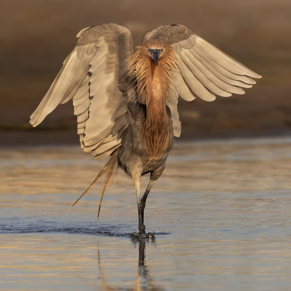 Reddish Egret Dance by Linda D Lester — canvas wall art