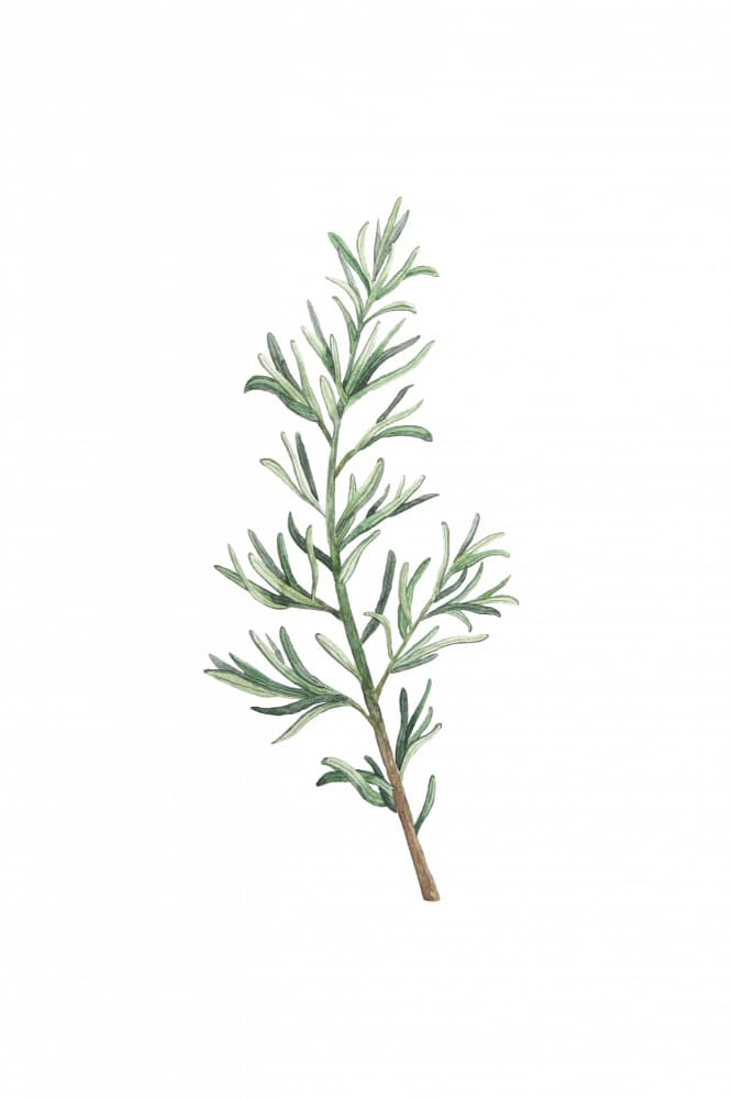 Green Botanical Sprig by Karen Menzenbach — canvas wall art