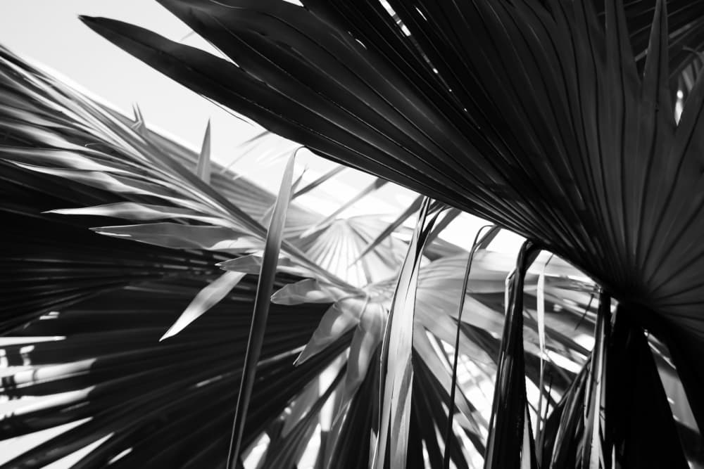 Monochrome Palm Leaves by Léa Lefebvre — canvas wall art