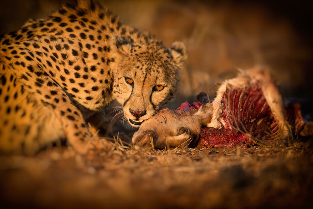 Golden Cheetah Feast by Jaco Marx — canvas wall art
