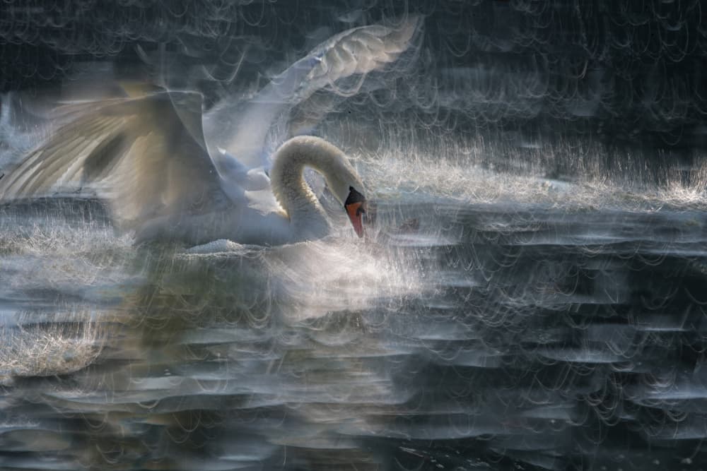 Ethereal Swan Grace by Milan Malovrh — canvas wall art
