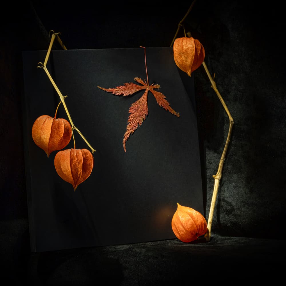Moody Autumn Physalis by Igor Kopcev — canvas wall art