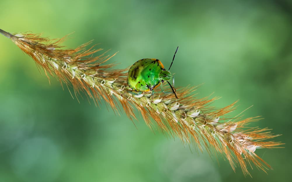 Vibrant Green Bug by Atul Saluja — canvas wall art