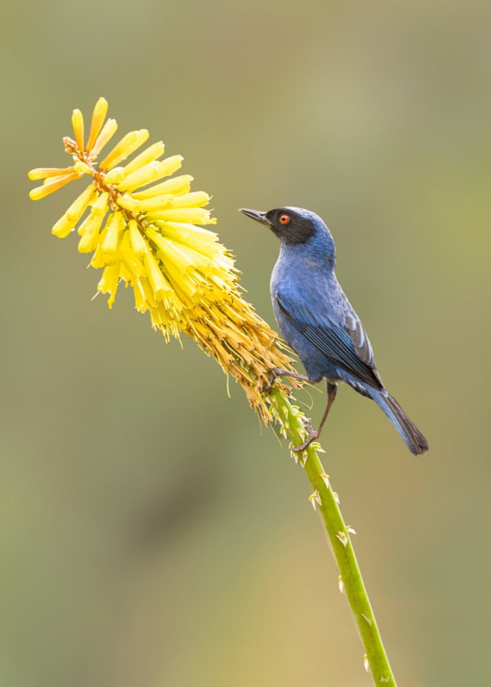 Blue Bird Yellow Flower by Bill Lu — canvas wall art