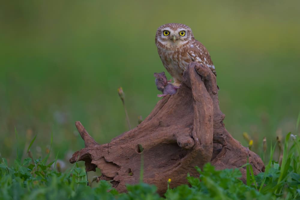 Little Owl's Catch by David Manusevich — canvas wall art