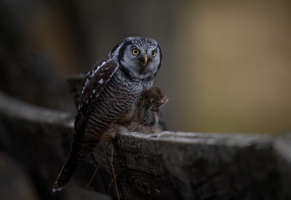 Northern Hawk Owl Hunter by Tao Huang — canvas wall art