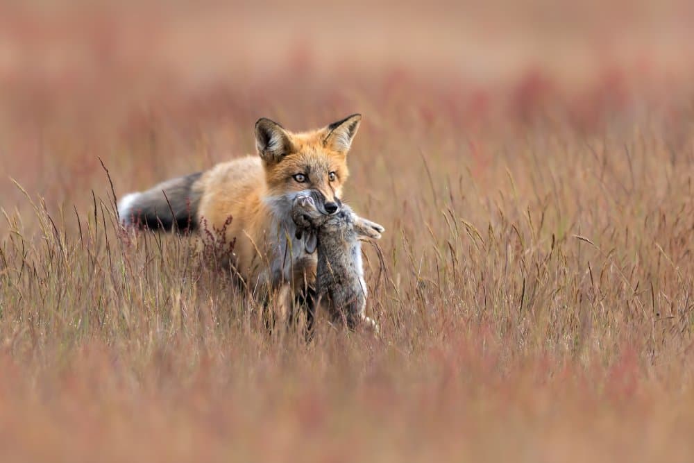 Red Fox Carrying Kit by Jun Zuo — canvas wall art