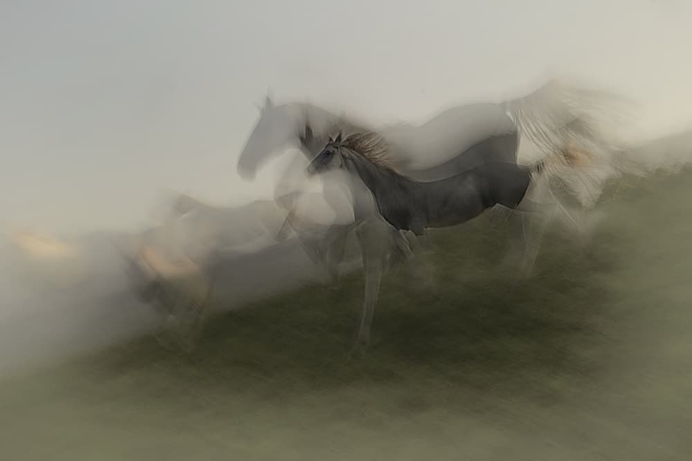 Wild Horses Blur by Milan Malovrh — canvas wall art