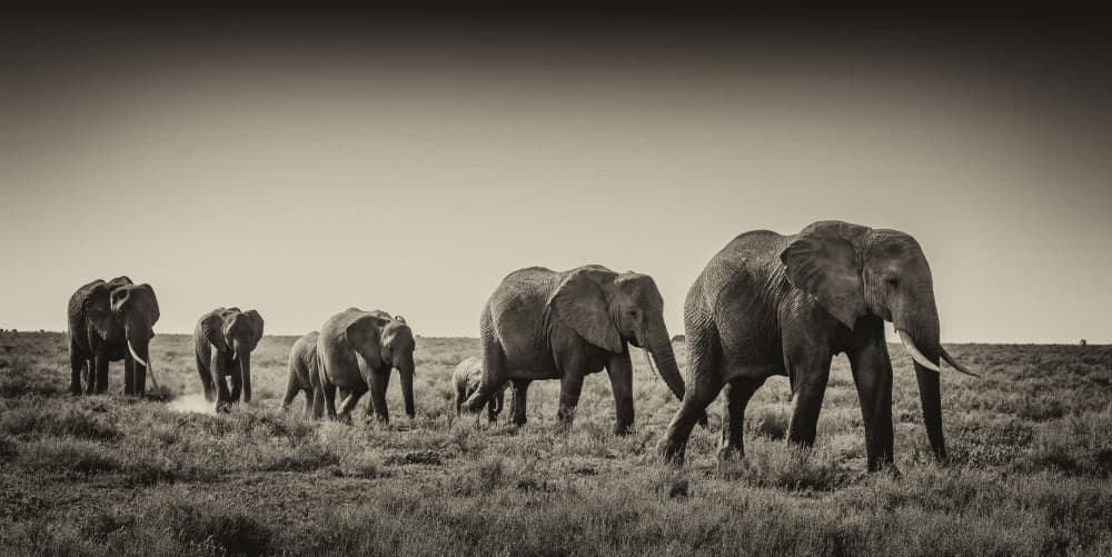 African Elephant Journey by Giuseppe DAmico — canvas wall art