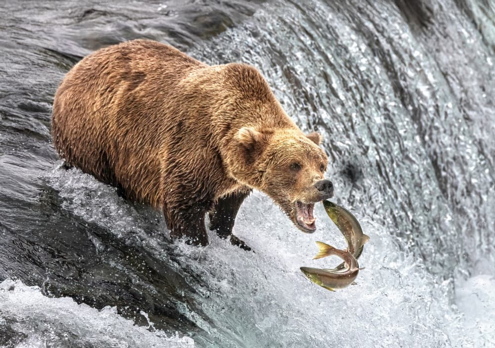 Grizzly Bear Fishing by Jie Jin — canvas wall art