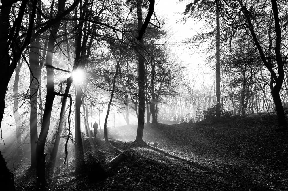 Misty Forest Sun Rays by Julien Oncete — canvas wall art