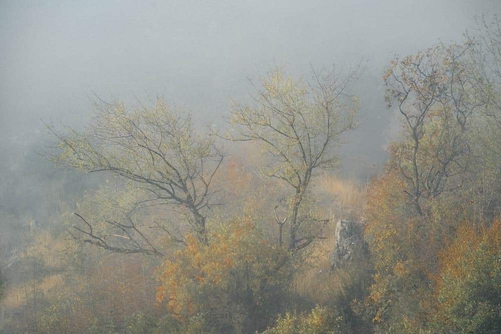 Misty Autumn Woods by Josip Milićević — canvas wall art