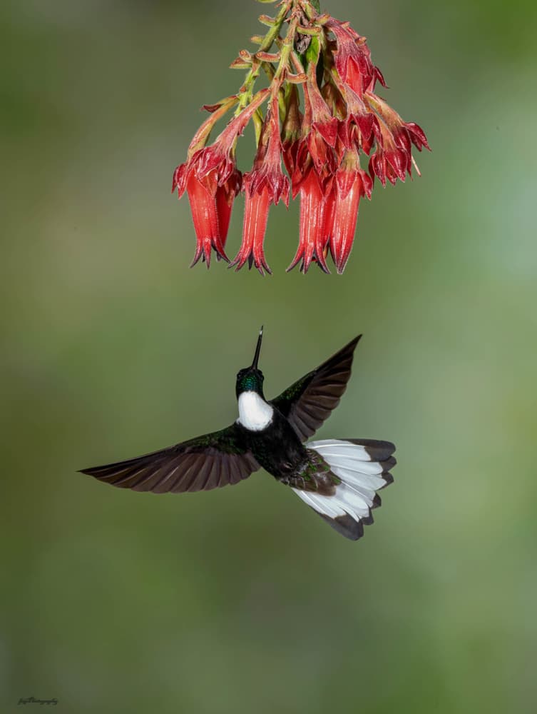 Vibrant Hummingbird Flowers by Sheila Xu — canvas wall art