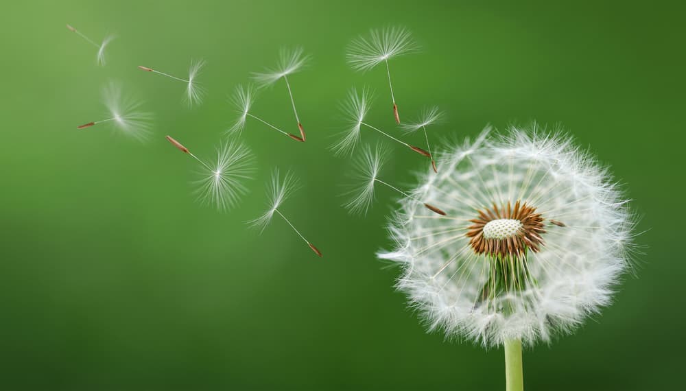 Dandelion Wind Journey by Bess Hamiti — canvas wall art
