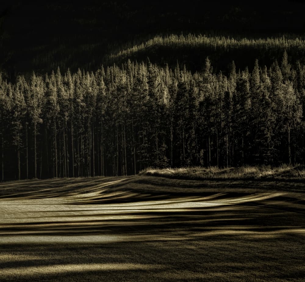 Forest Morning Shadows by Yvette Depaepe — canvas wall art