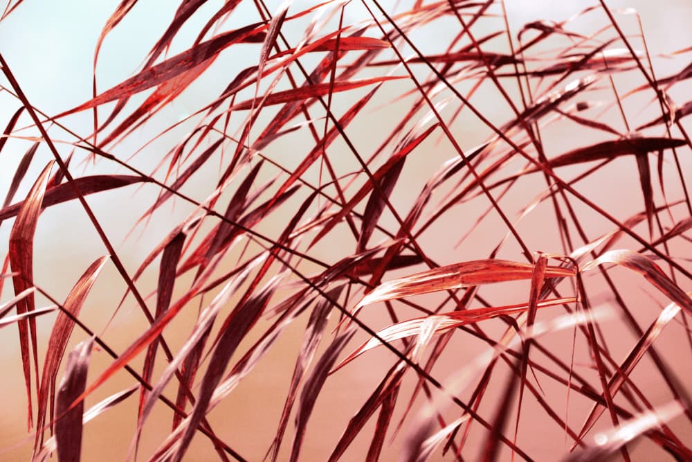 Warm Autumn Reeds by Christina Sillen — canvas wall art