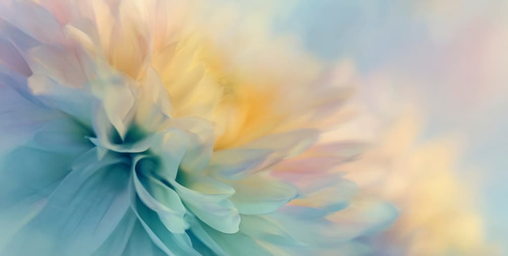 Dreamy Pastel Bloom by Treechild — canvas wall art