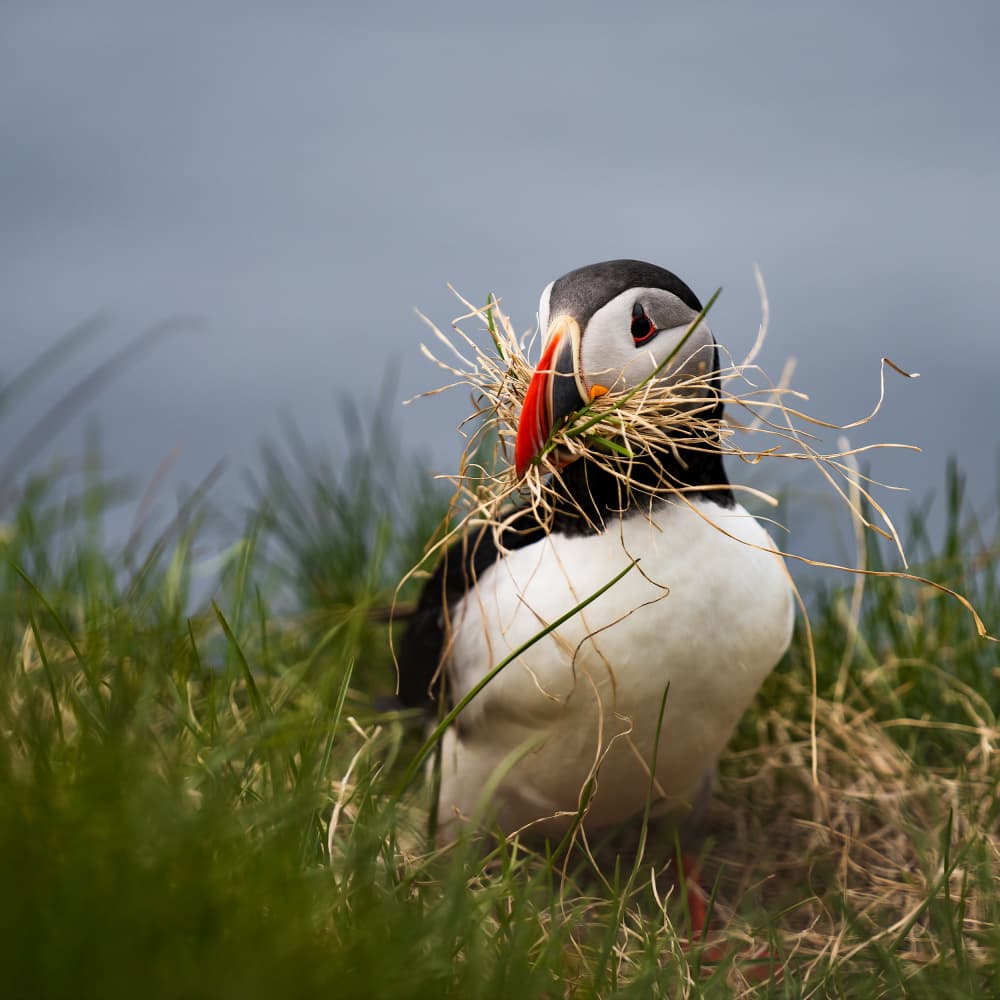 Puffin Gathering Grass by Shenshen Dou — canvas wall art