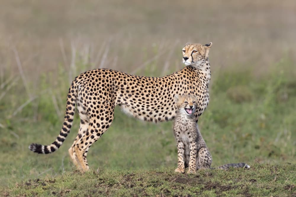 Cheetah Mother and Cub by Mark Strom — canvas wall art