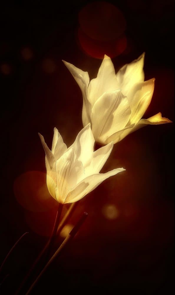 Serene Glowing Flowers by Anna Cseresnjes — canvas wall art