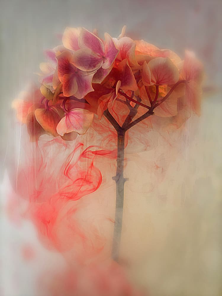 Ethereal Ink Bloom by Pedro Uranga — canvas wall art
