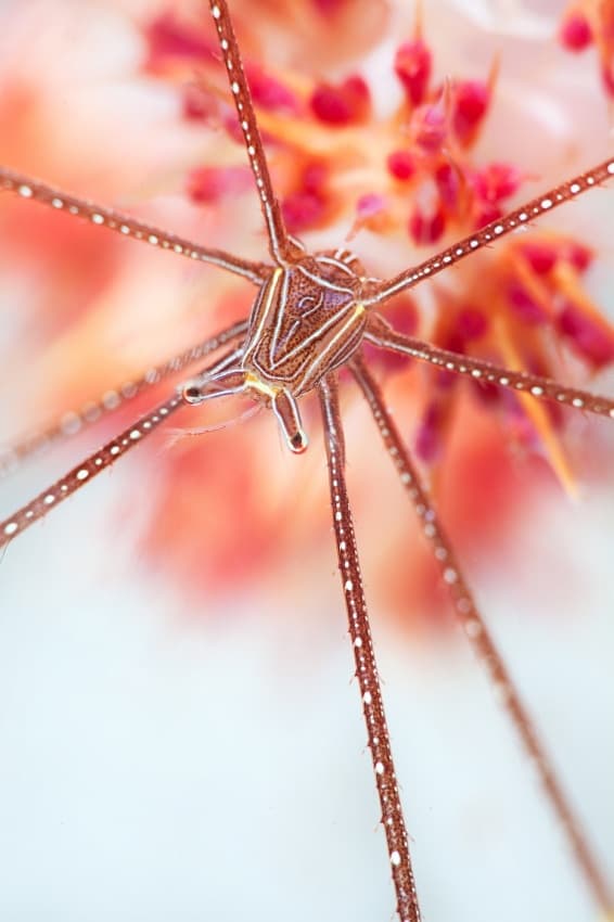 Delicate Sea Spider by Andrey Narchuk — canvas wall art