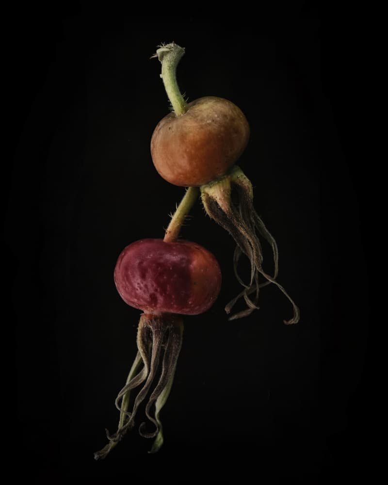 Earthy Rosehips Still Life by Lotte Grønkjær — canvas wall art