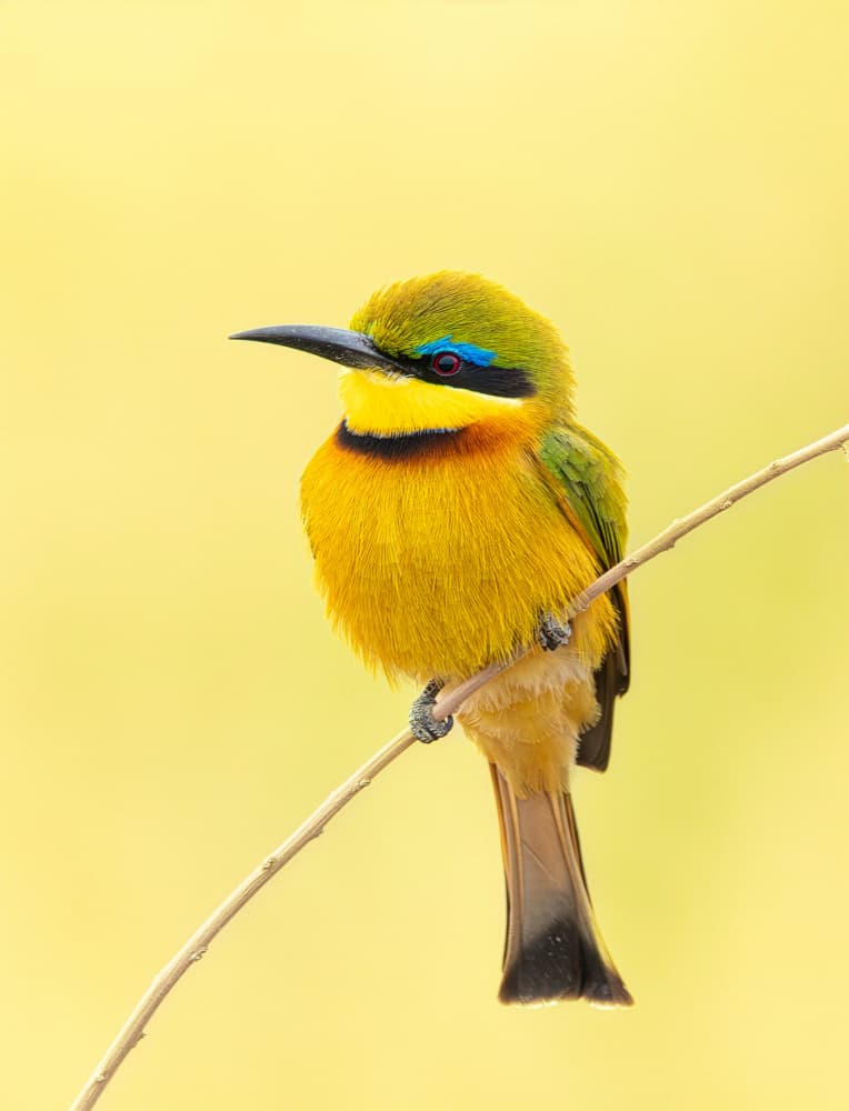 Vibrant Bee-eater Perched by Yanny Liu — canvas wall art