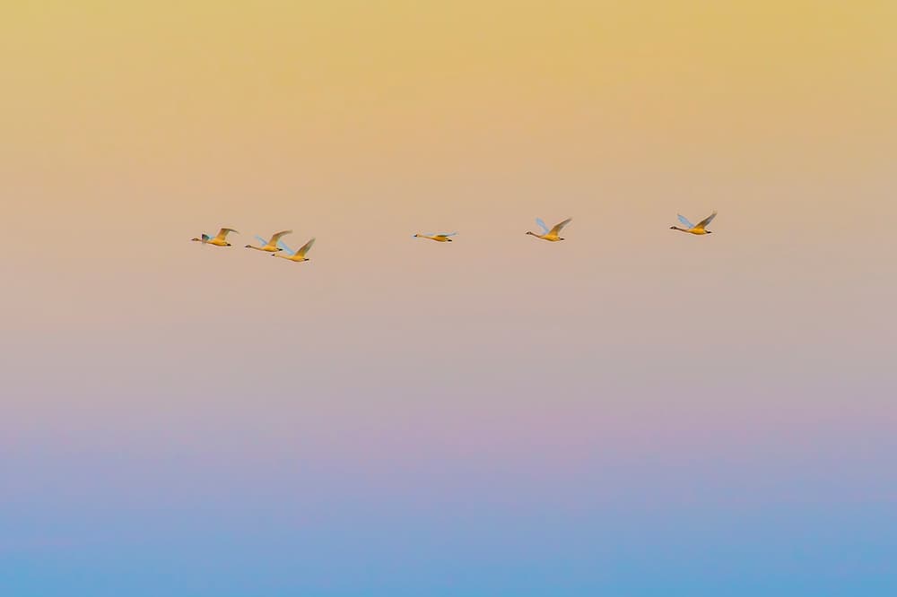 Swans in Golden Sky by Rob Li — canvas wall art