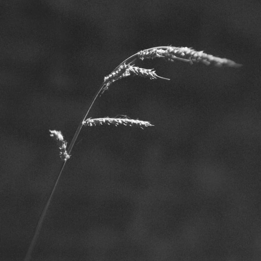 Ethereal Grass Stalk by Codrin Lupei — canvas wall art