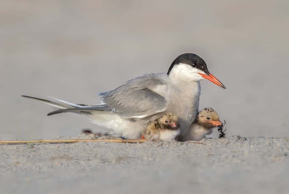 Protective Tern with Chicks by Greg Barsh — canvas wall art