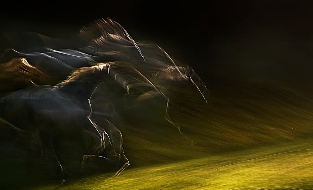 Dynamic Horse Movement by Milan Malovrh — canvas wall art