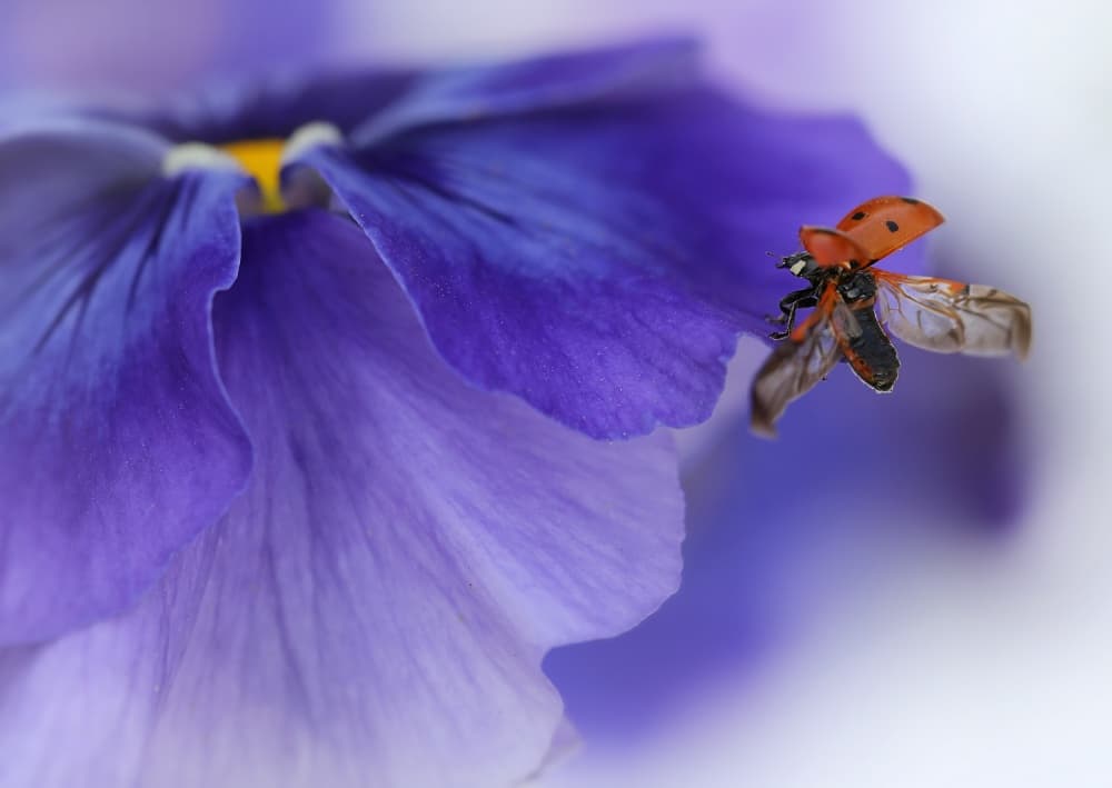 Ladybug Takes Flight by Ellen van Deelen — canvas wall art