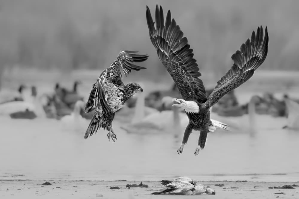 Eagles In Flight Conflict by Jun Zuo — canvas wall art