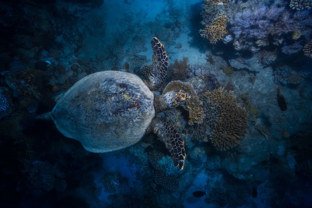 Hawksbill Reef Life by Barathieu Gabriel — canvas wall art